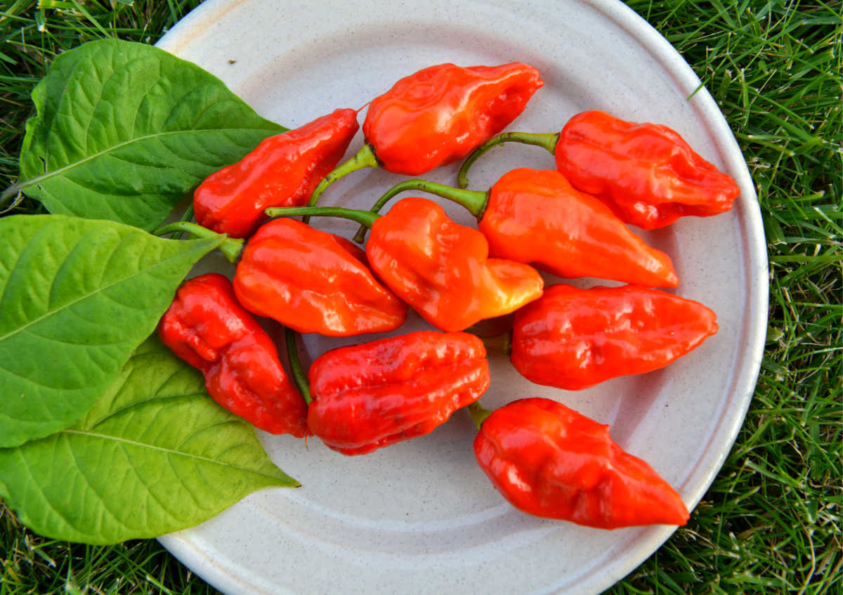 Od feferonky k fenoménu chilli papričky
