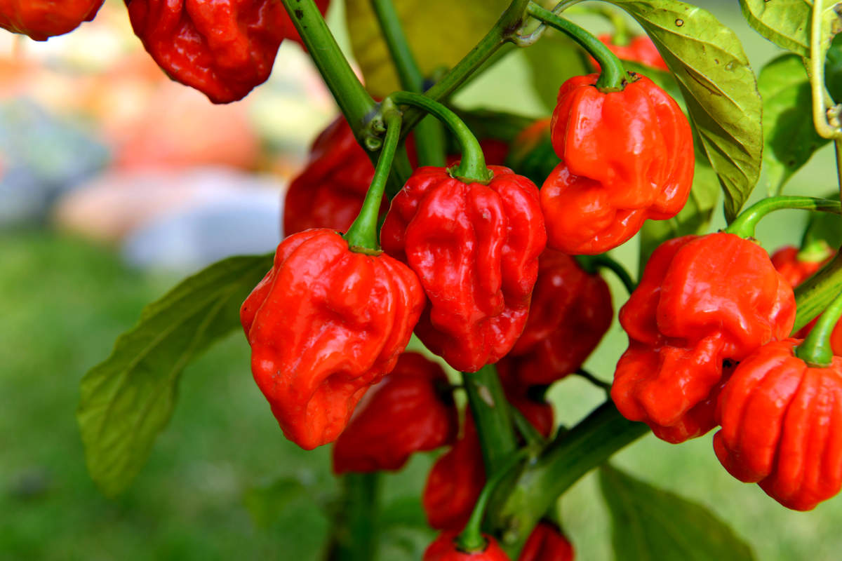 Odrůda Trinidad Scorpion ze středoamerického ostrovního státu Trinidad a Tobago Odrůda Trinidad Scorpion