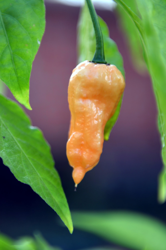 Odrůda Bhut Jolokia Peach Odrůda Bhut Jolokia Peach