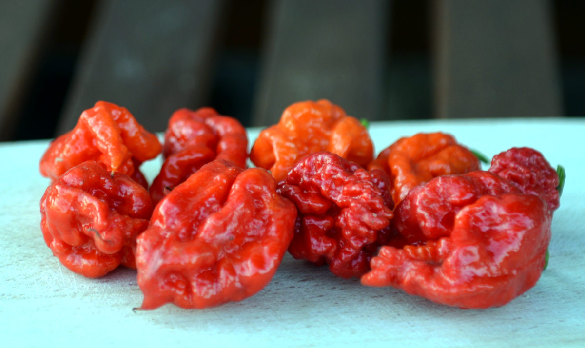 Jedna z nejpálivějších odrůd chilli papriček Carolina Reaper Odrůda Carolina Reaper