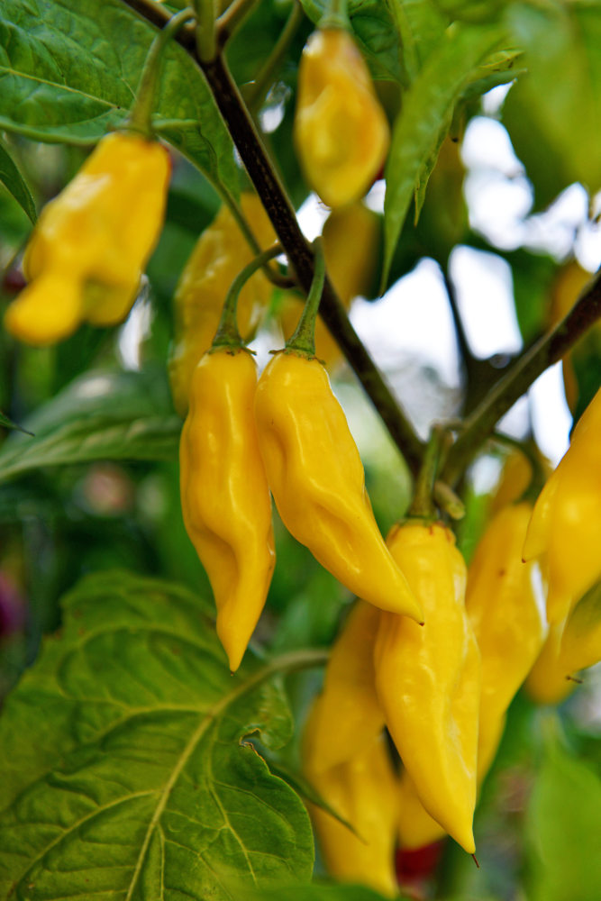 Odrůda Habanero Neon vyniká násadou plodů Odrůda Habanero Neon vyniká násadou plodů