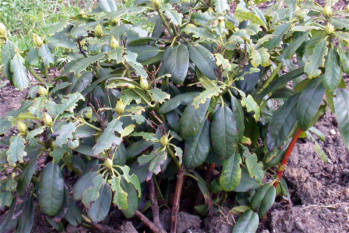 Takto poškozují dospělci lalokonosců listy rododendronů Lalokonosci poškodili rododendron