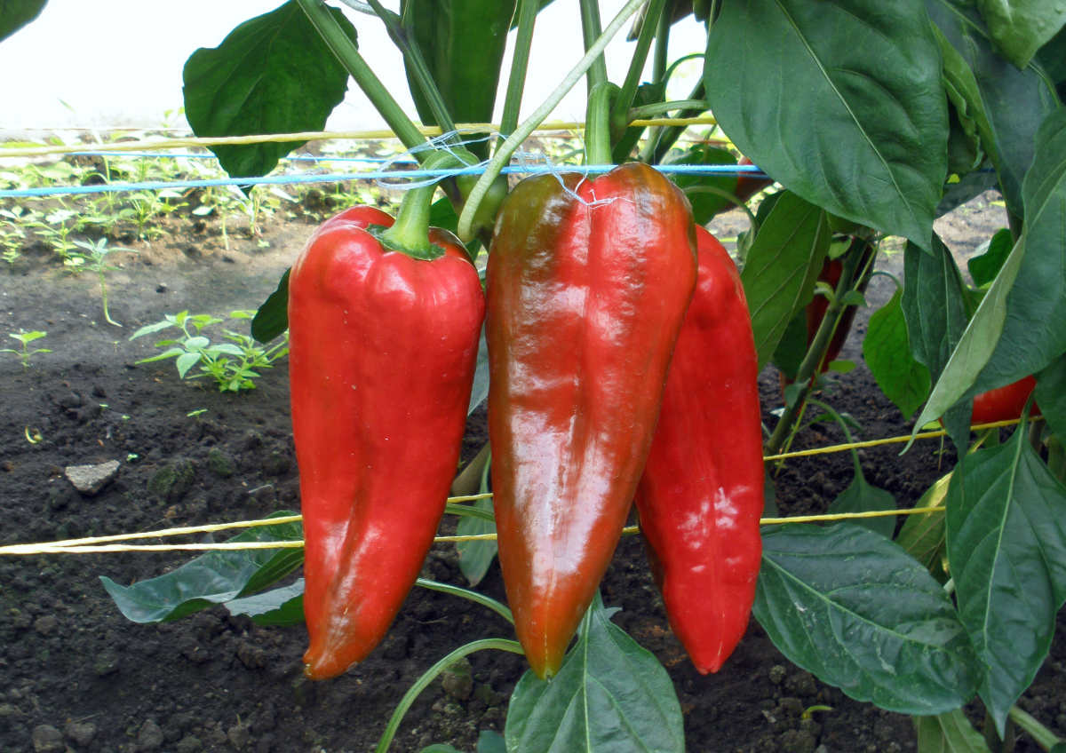 Odrůda papriky Radmila Paprika odrůdy Radmila