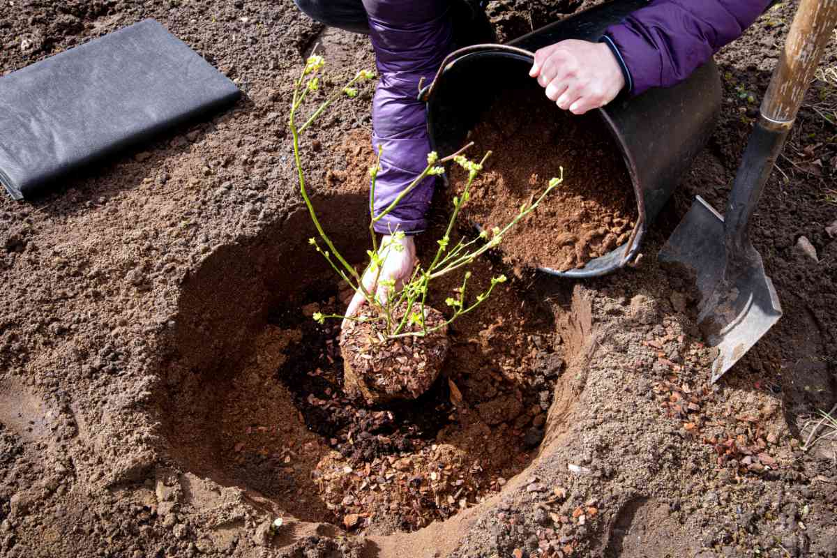 Kanadské borůvky; co potřebují, aby úroda byla bohatá