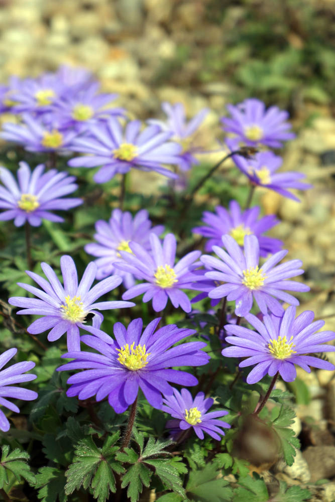 Sasanka vábná (Anemone blanda)