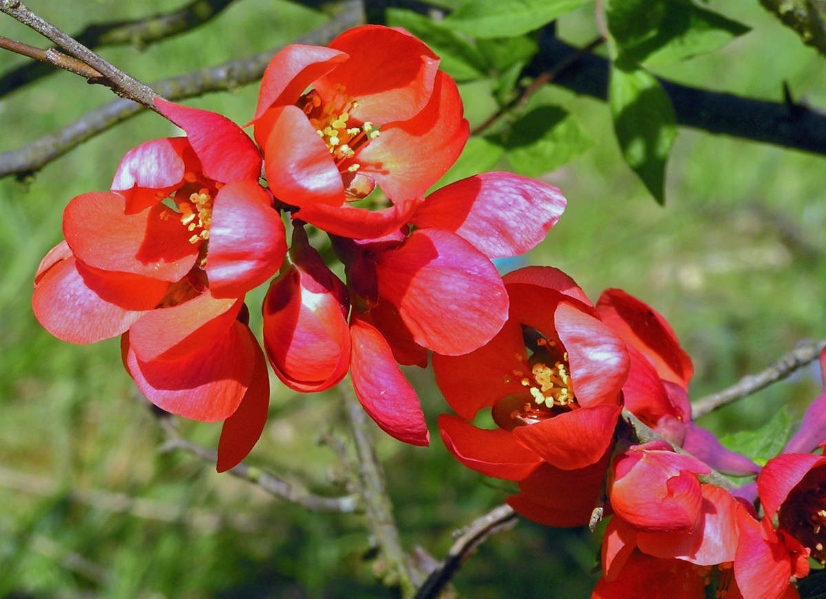 Odrůda kdoulovce lahvicovitého (Chaenomeles speciosa) Versicolor Lutescens Odrůda kdoulovce lahvicovitého Versicolor Lutescens