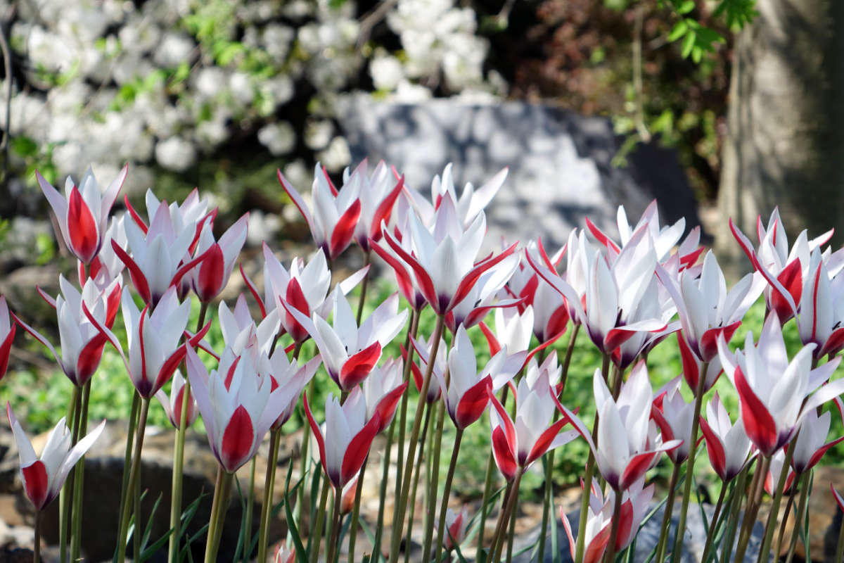 Tulipa clusiana, kultivar Lady Jane Tulipa clusiana, kultivar Lady Jane