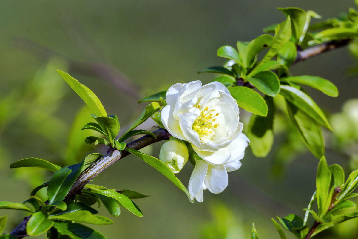 Kdoulovec lahvicovitý (Chaenomeles speciosa) Yukigoten Odrůda kdloulovce Yukigoten