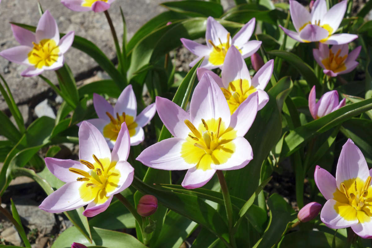 Tulipa saxatilis, kultivar Lilac Wonder Tulipa saxatilis, kultivar Lilac Wonder