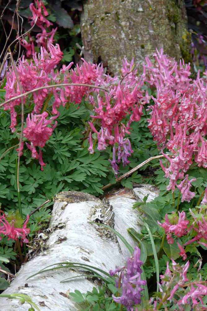 Dymnivka plná (Corydalis solida)