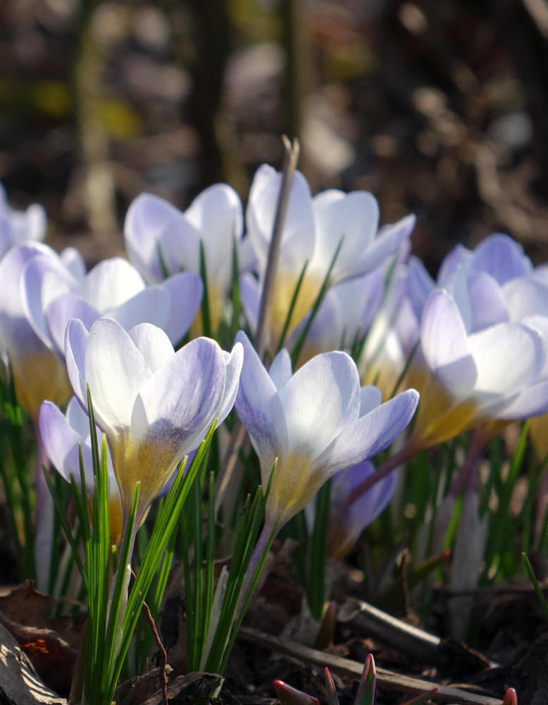 Krokus Blue Pearle