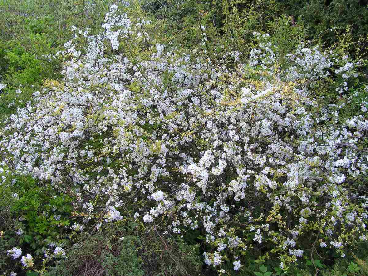Keře kdoulovce Chaenomeles cathayansi Kdoulovec Chaenomeles cathayansi