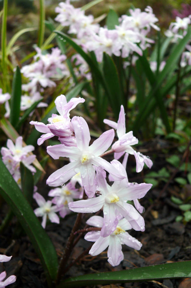 Chionodoxa luciliae Pink Giant