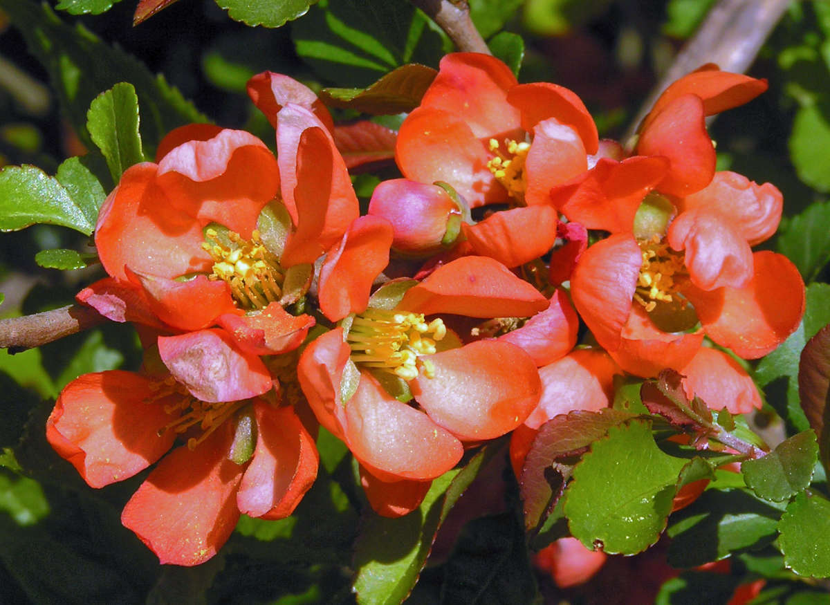 Kdoulovec japonský (Chaenomeles japonica) Kdoulovec japonský