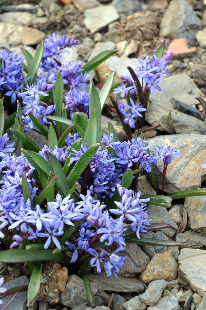 Scilla bifolia