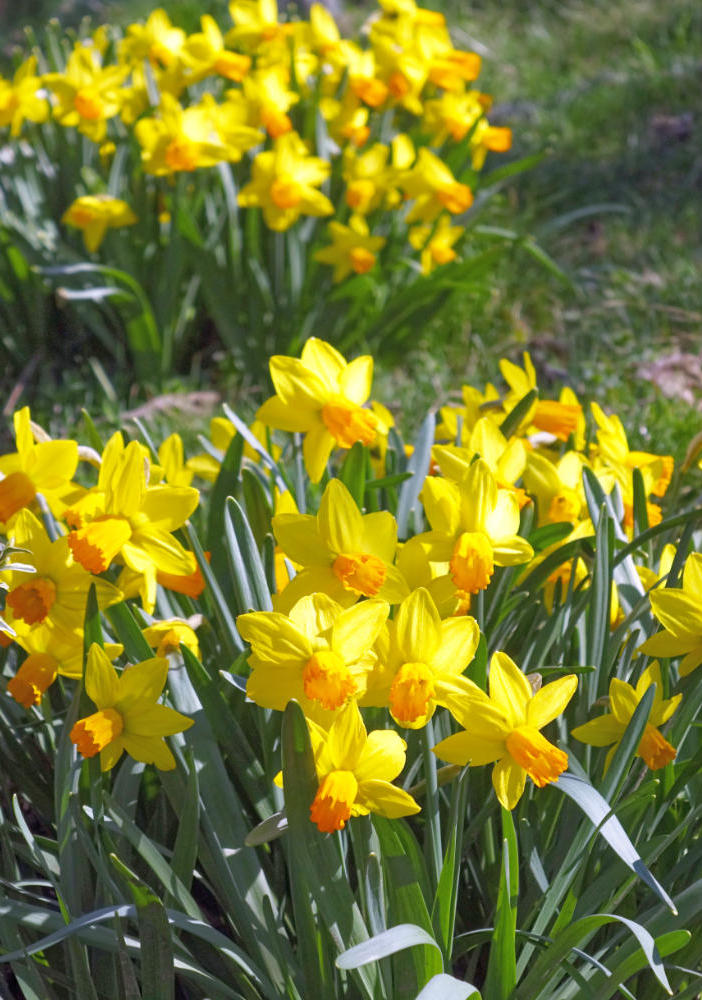 Narcis, kultivar Jetfire Narcis, kultivar Jetfire