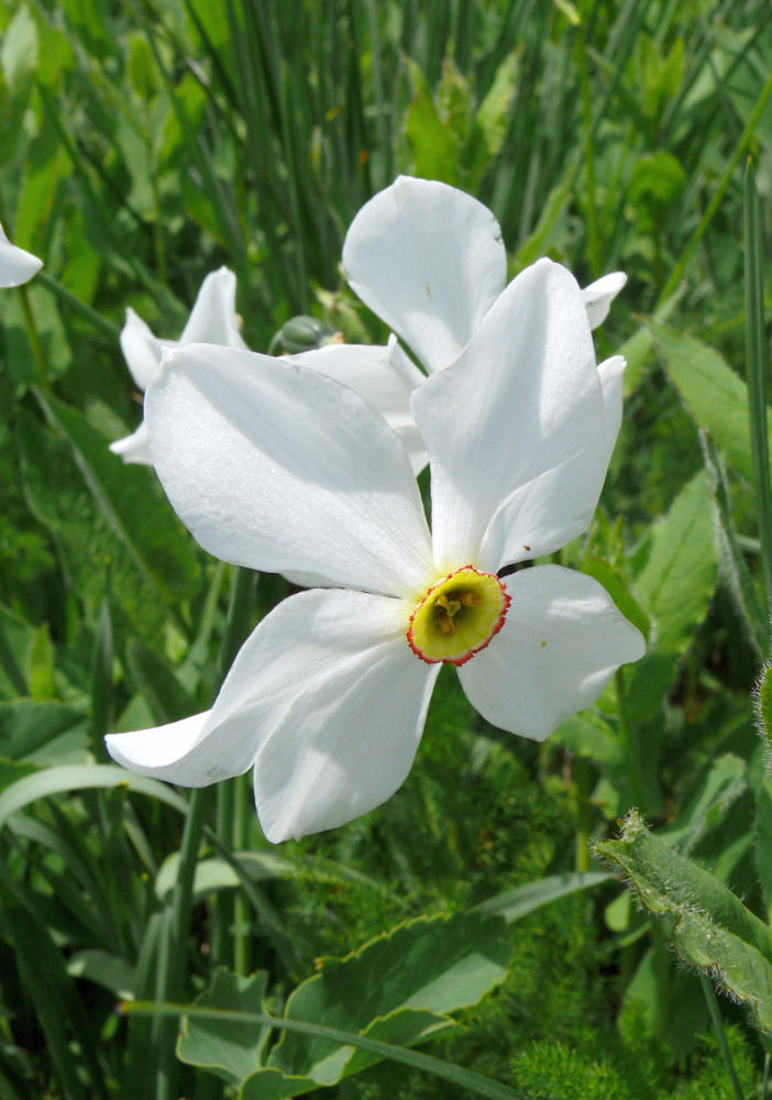 Narcis bílý (Narcissus poeticus) Narcis bílý (Narcissus poeticus)