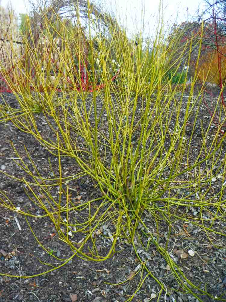 Žluté výhony oblíbeného kultivaru Cornus sericea Flaviramea