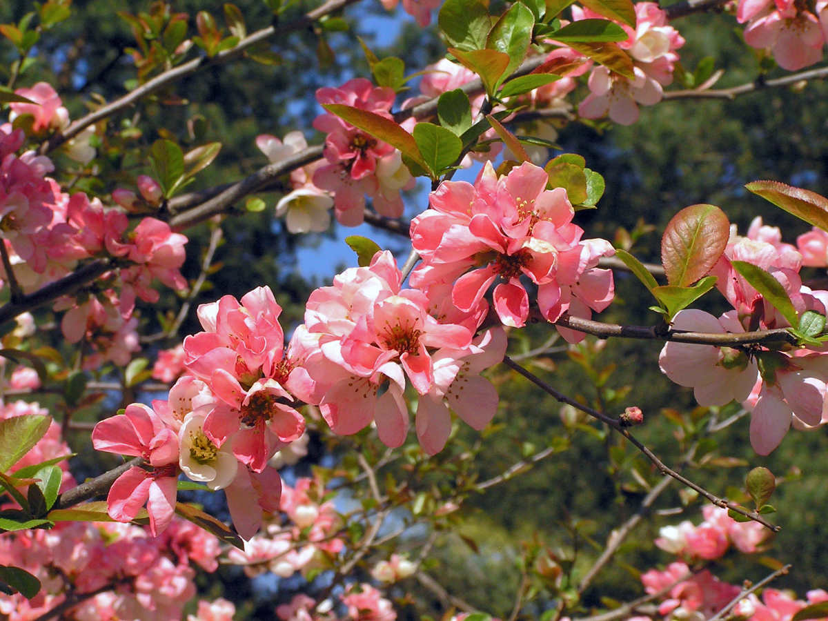 Kdloulovec lahvicovitý (Chaenomeles speciosa) Moerloosei Odrůda kdoulovce Moerloosei
