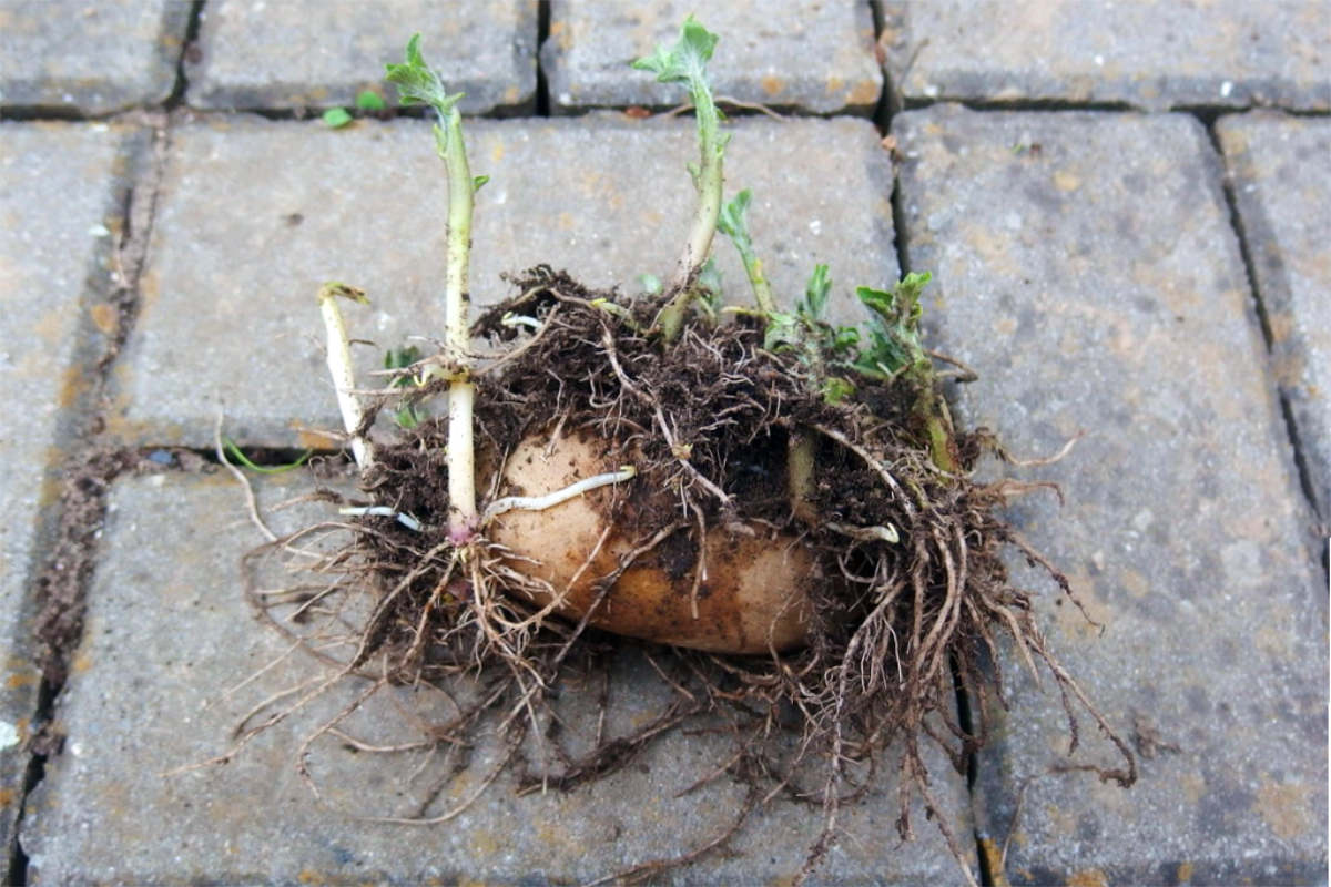 Přerostlá zakořeněná sadba Zakořeněná, ale přerostlá sadba