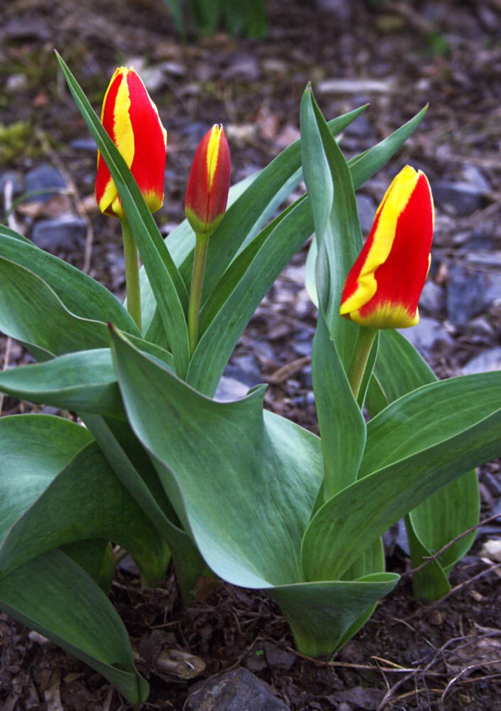Hryzci požírají i cibule tulipánů ze skupiny Tulipa kaufmanniana Hryzci požírají i cibule tulipánů ze skupiny Tulipa kaufmanniana