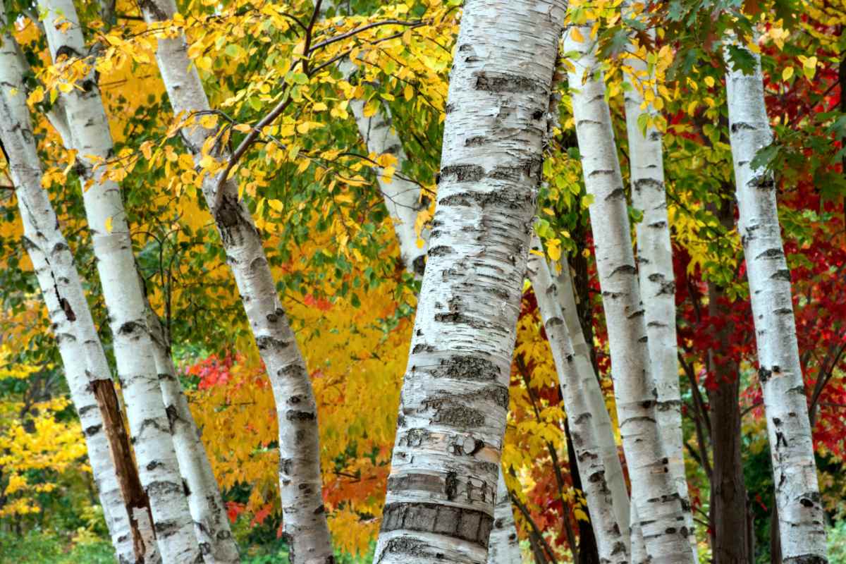 Bříza papírovitá (Betula papyrifera) v podzimních barvách Bříza papírovitá (Betula papyrifera)