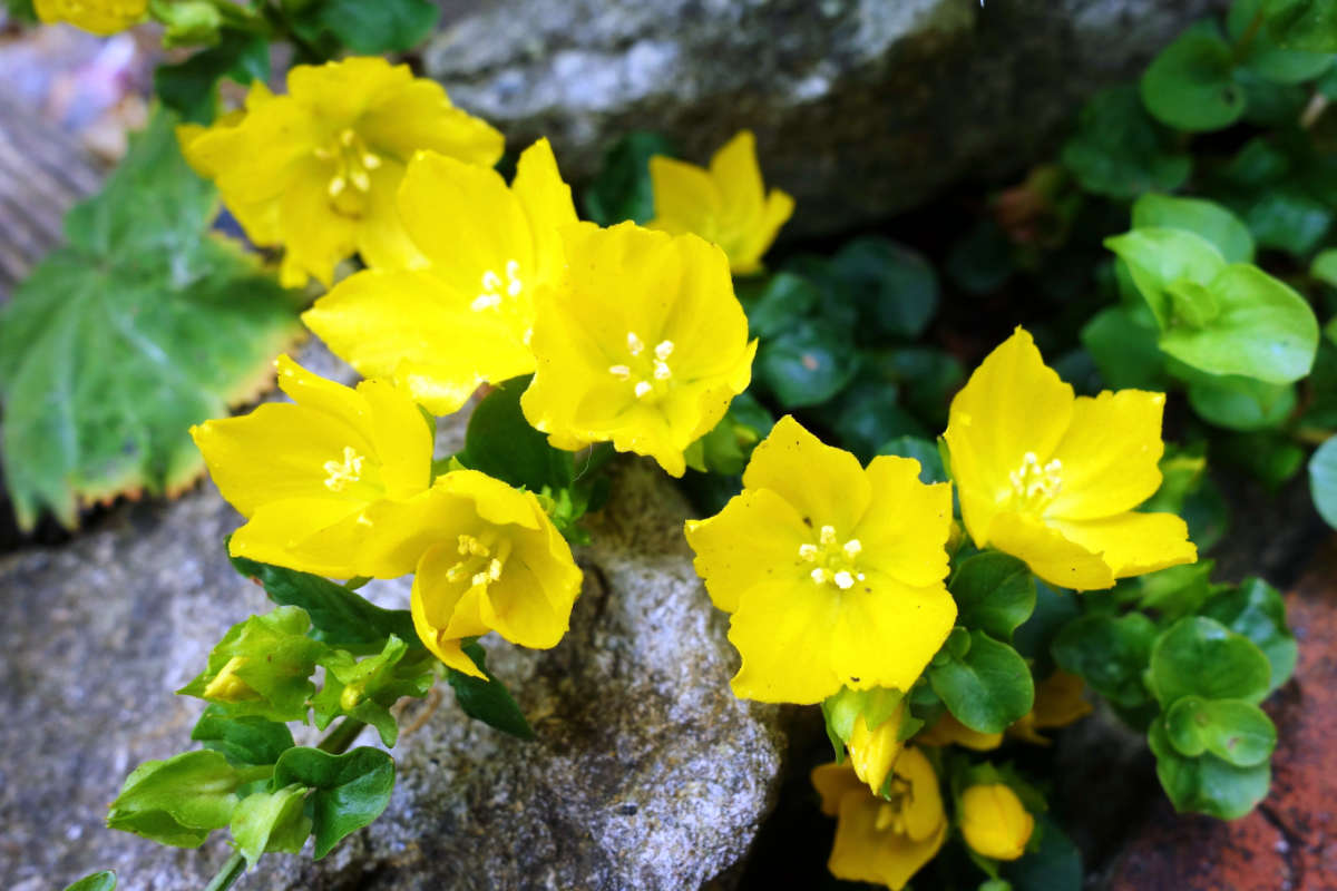 Žlutě rozkvetlá vrbina penízková vrbina penízková (Lysimachia nummularia).