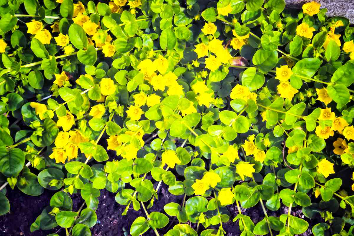Lysimachia nummularia se množí spíše oddenky, než semeny Také vrbina penízková Lysimachia nummularia se řadí mezi léčivé plevele