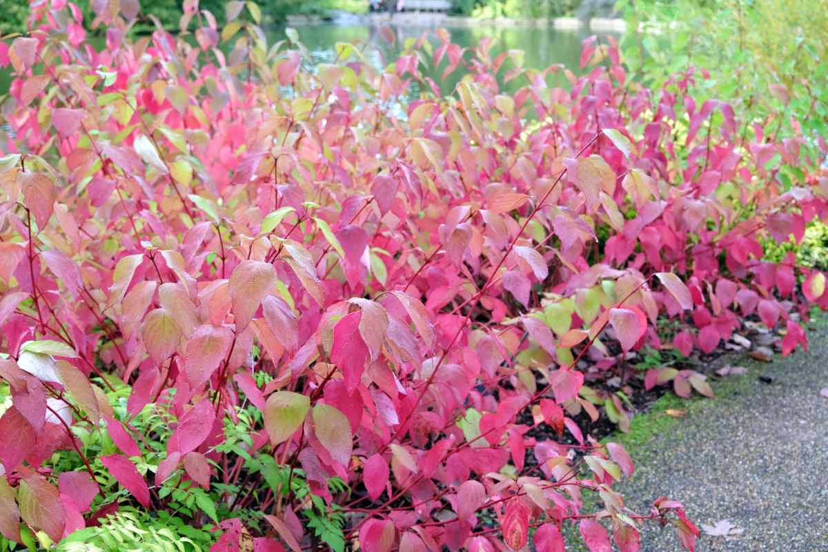 Červené listy svídy Cornus sericea svída