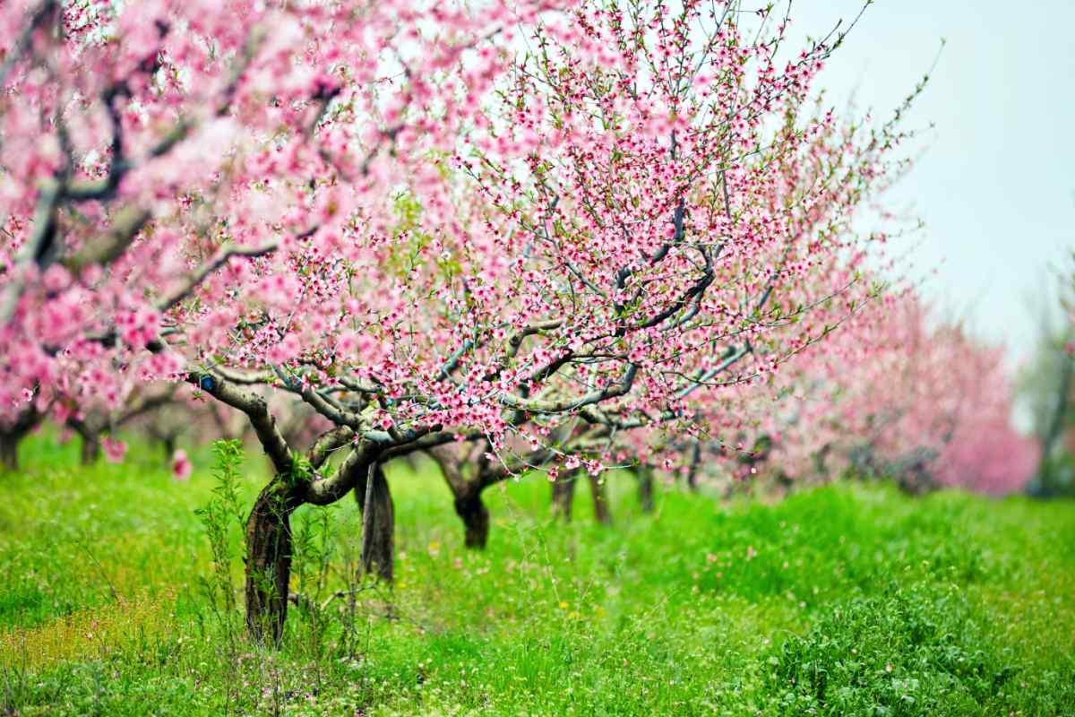 Rozkvetlé broskvoně dokážou rozzářit zahradu; foto Shutterstock Broskvoně v květu