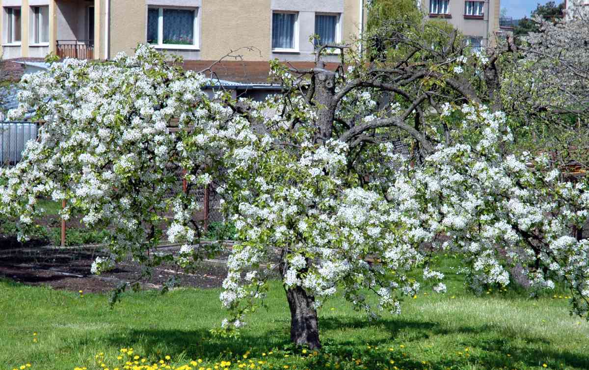 Základní pravidla udržovacího řezu nízkokmenů hrušní