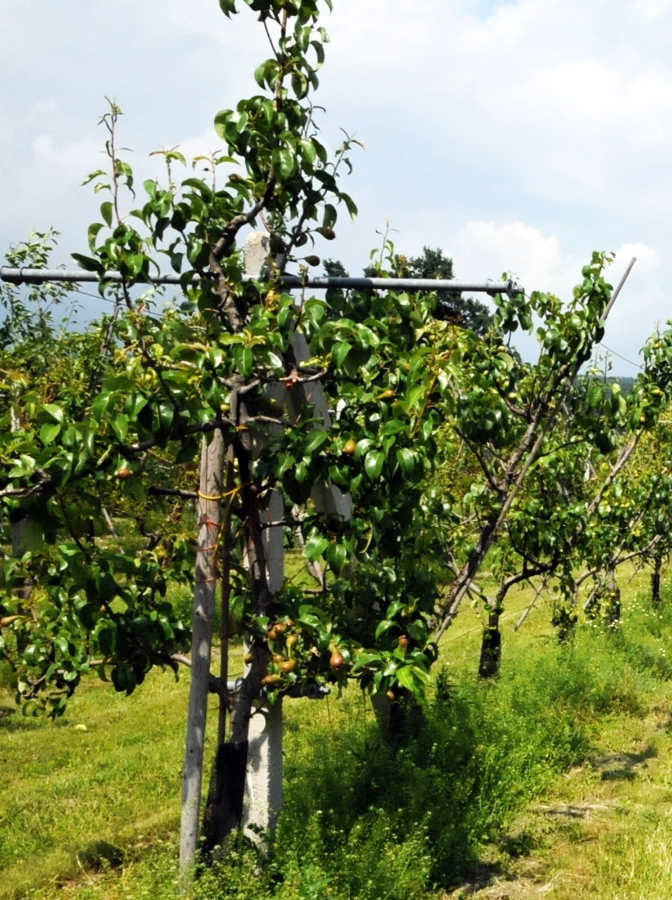 Tatura systém (Y-Trellis)