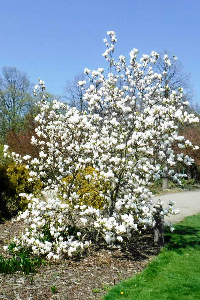 Magnolia x soulangeana Brozzoni