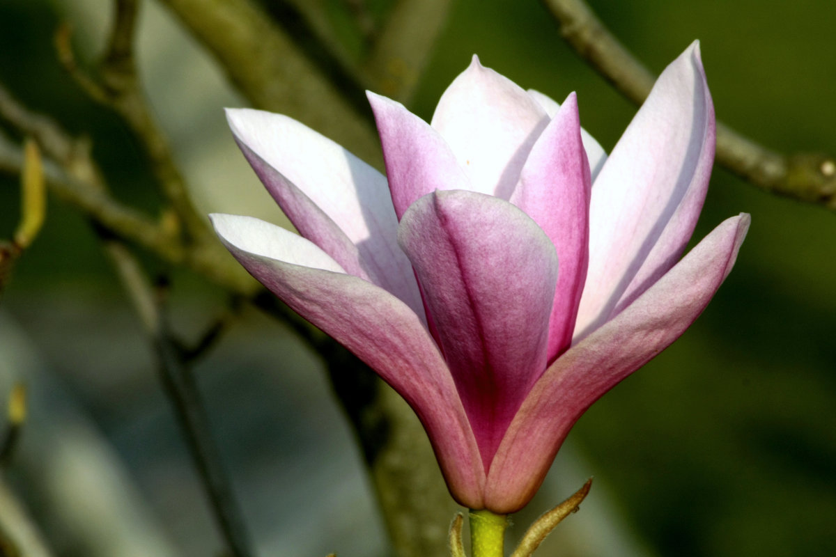 Magnolia hybr. Jane