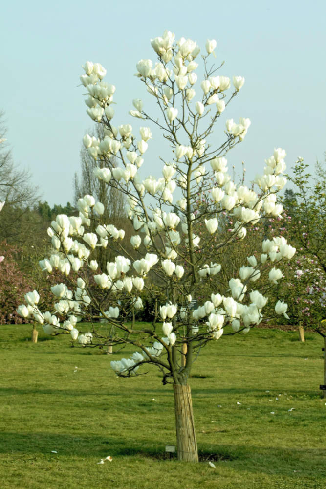 Magnolia hybr. Sweet Sixteen