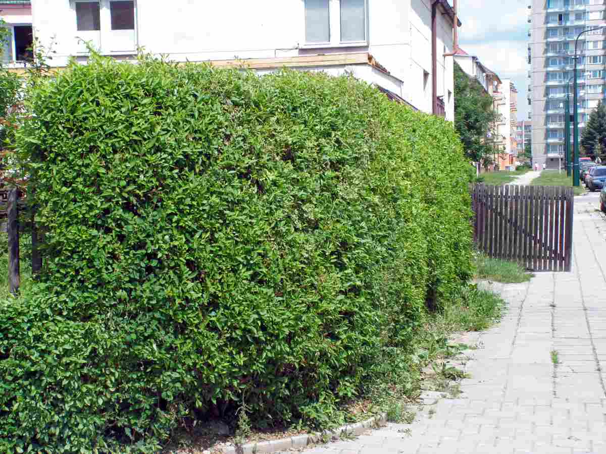 Zlatice po odkvětu