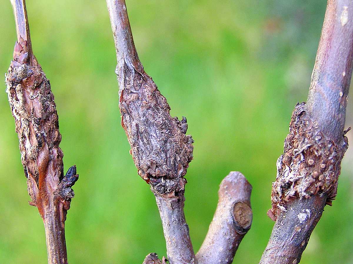 Příznaky rzivosti na větvích hrušně Příznaky rzivosti na větvích hrušně