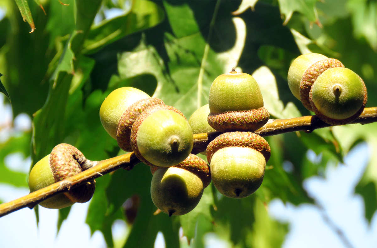 Dub červený, quercus rubra, a jeho žaludy