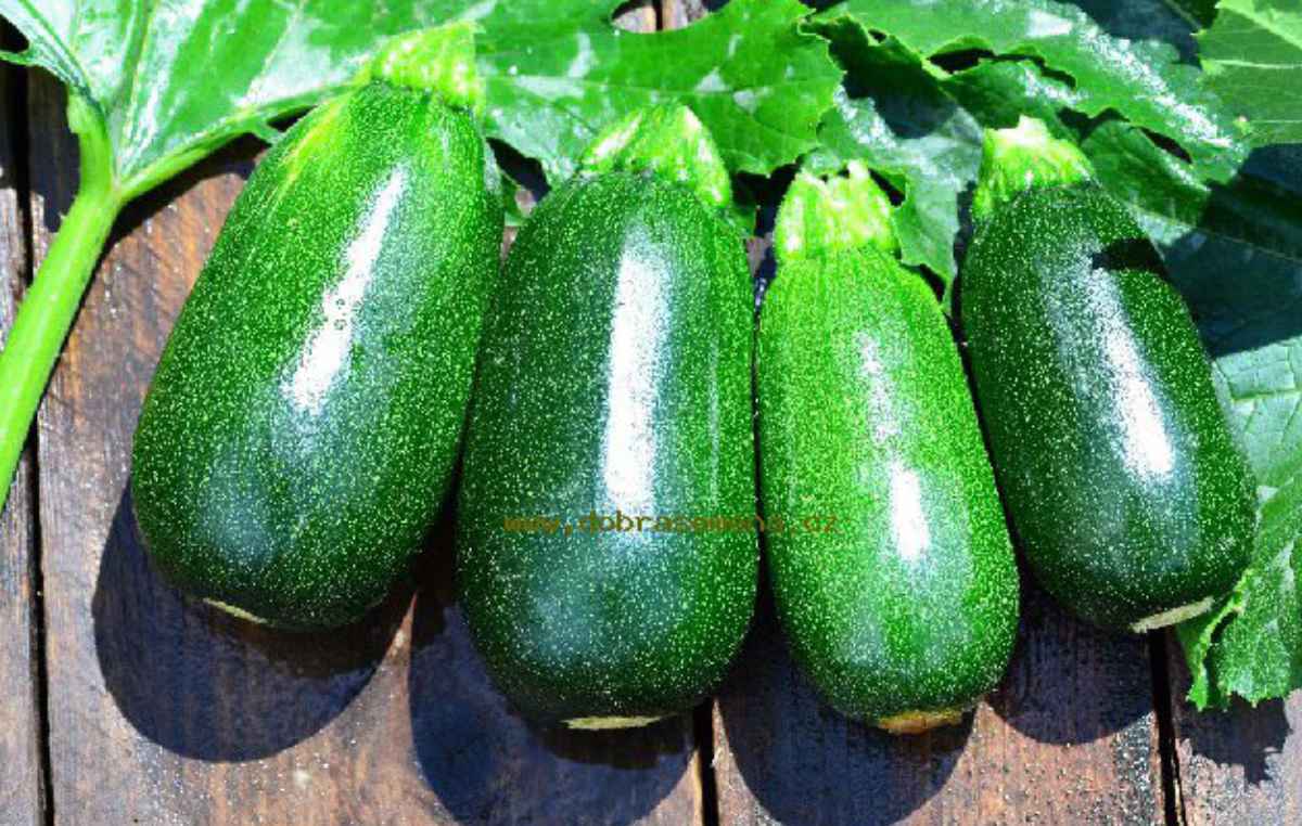 Green Griller Cuketa s kompaktním růstem a výbornou chutí