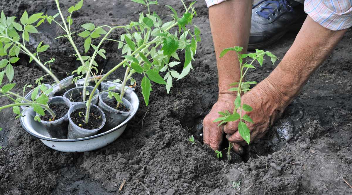 Rajčata sázíme na vodu a cukety vhodné na grilování stojí za vyzkoušení Rajčata sázíme na vodu a cukety vhodné na grilování stojí za vyzkoušení
