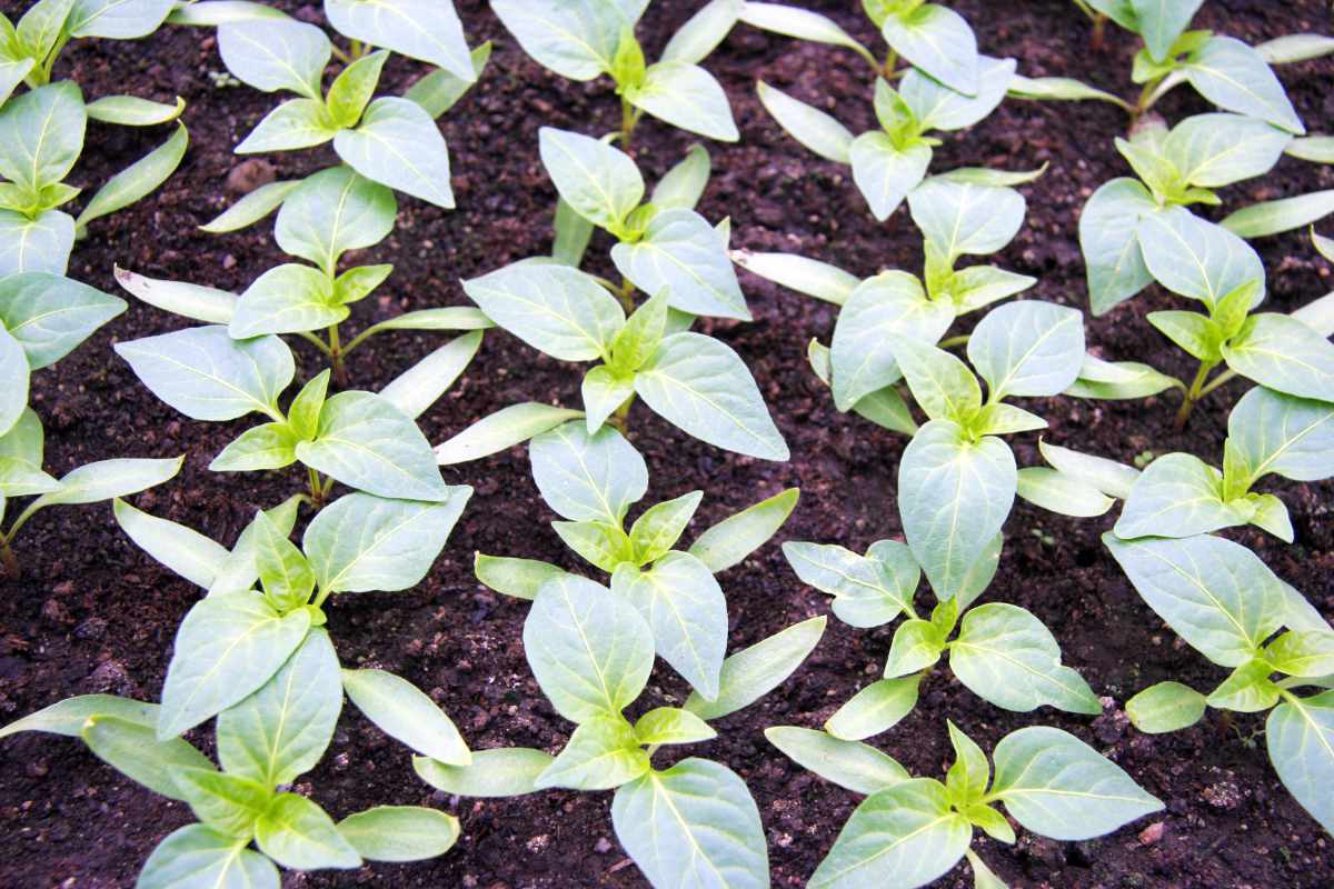 Kvalitní sazenice papriky Paprika, sazenice
