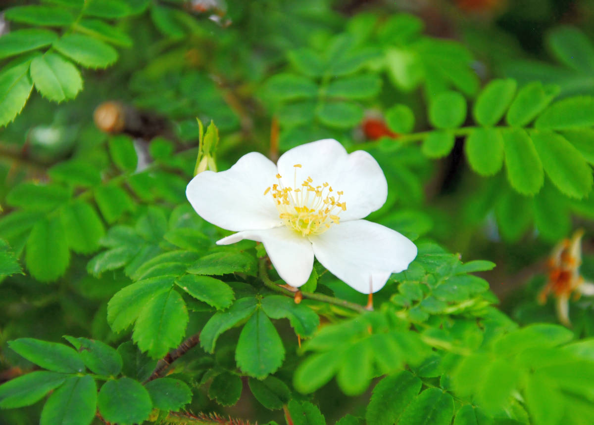 Do běla zbarvená rosa sericea růže sirská