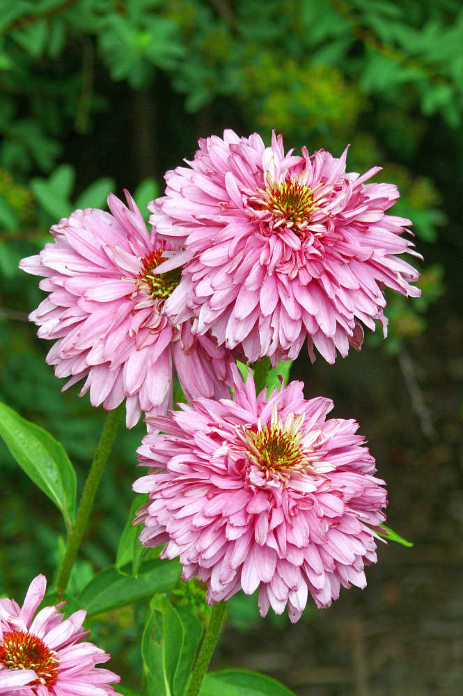Pink Poodle Pink Poodle
