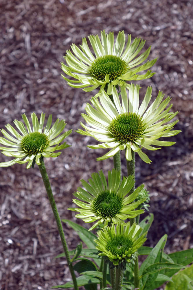 Green Jewel Green Jewel