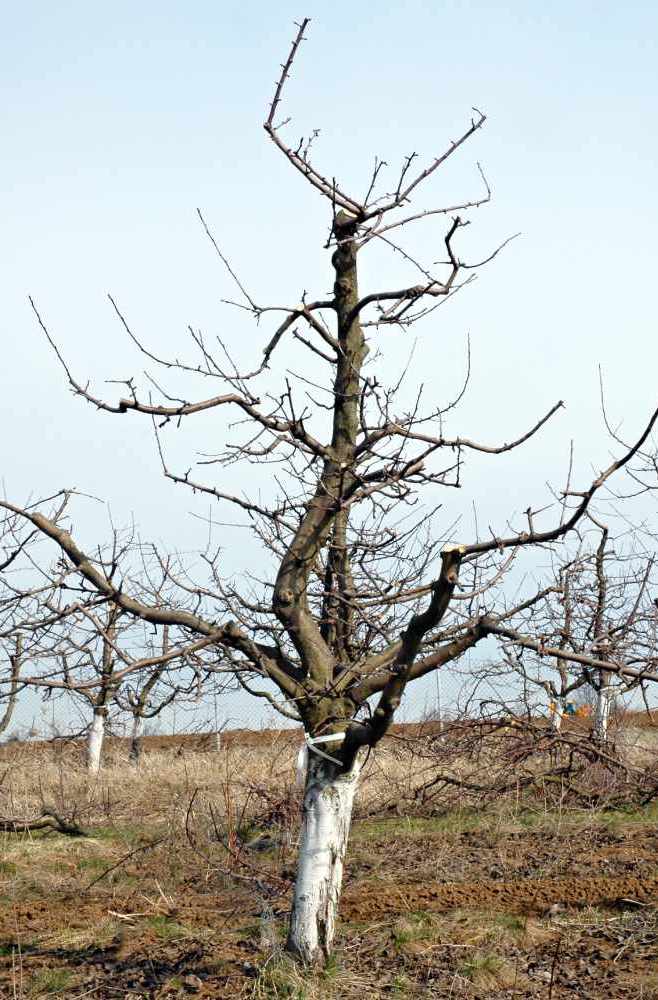 Mírný zmlazovací řez vřetenovitého zákrsku jabloně odrůdy Šampipon na podnoži M4 ve stáří 13 let