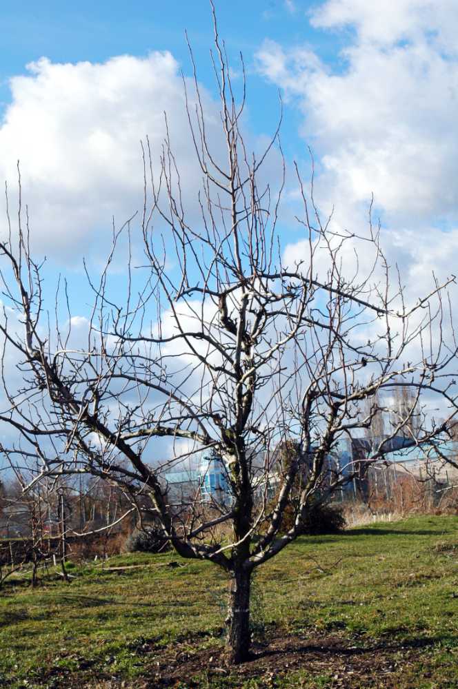 Šestnáctileté hrušně podzimní odrůdy Vila