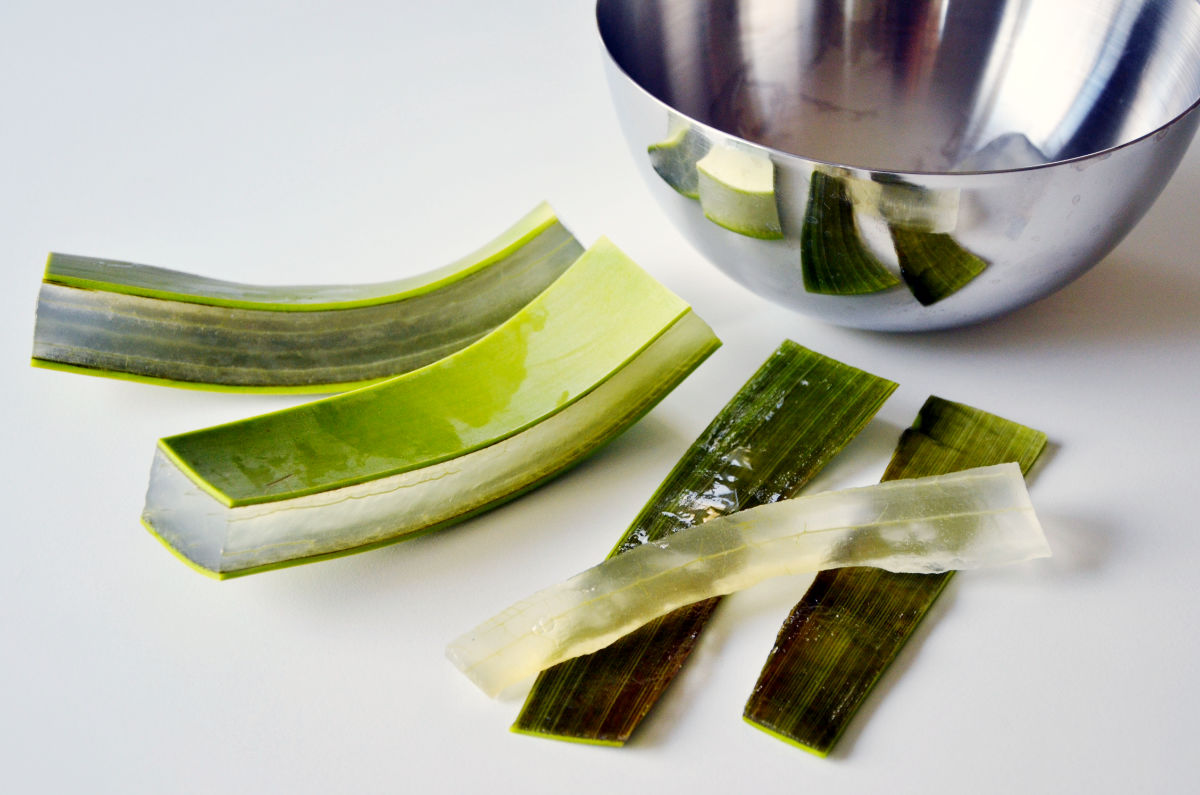 Aloe vera; jak si vyrobit léčivý gel na kůži poškozenou od sluníčka