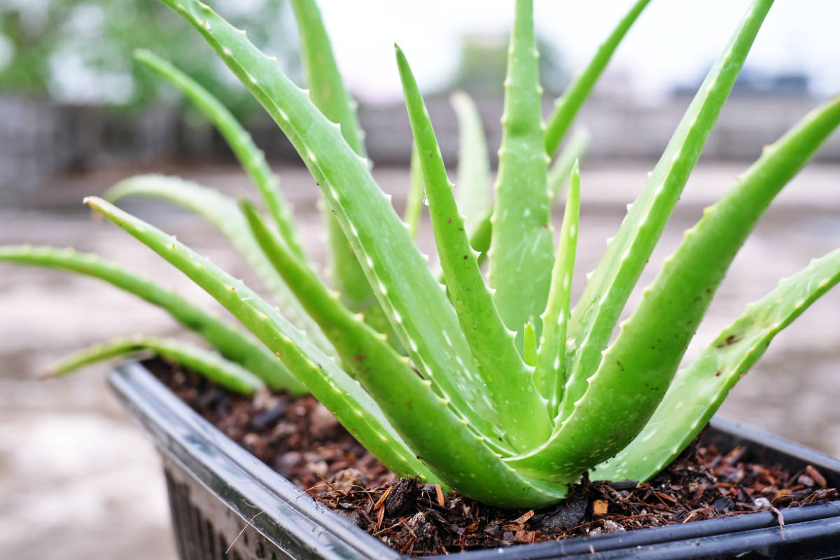 Aloe vera, léčivý zázrak z přírody Sukulent sčivým gelem v listech lé