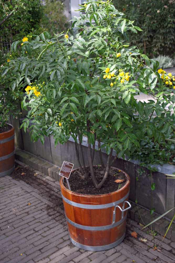 Senna septemtrionalis pěstovaná v nádobě Sena, tropická rostlina