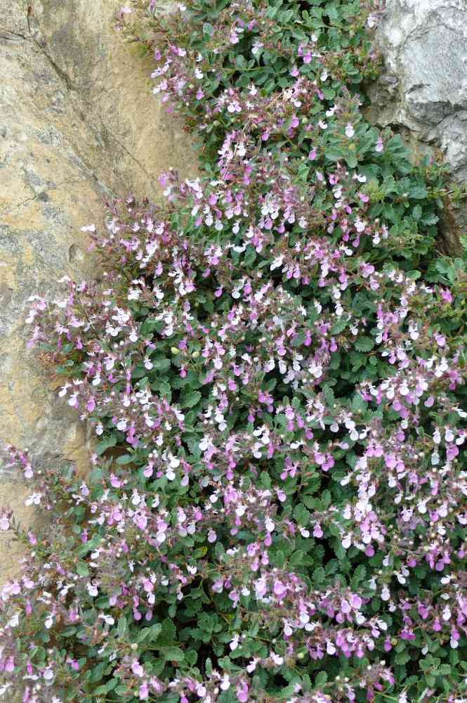 Teucrium chamaedrys Teucrium chamaedrys